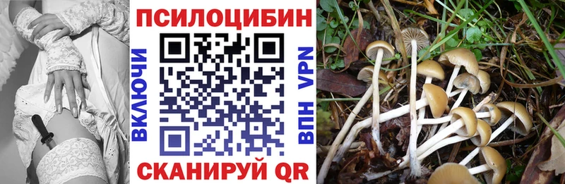где можно купить   Кочубеевское  Галлюциногенные грибы Cubensis 